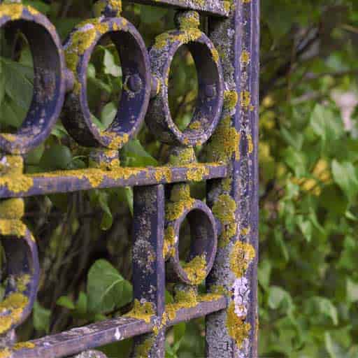 فرفورژه در مناطق مرطوب